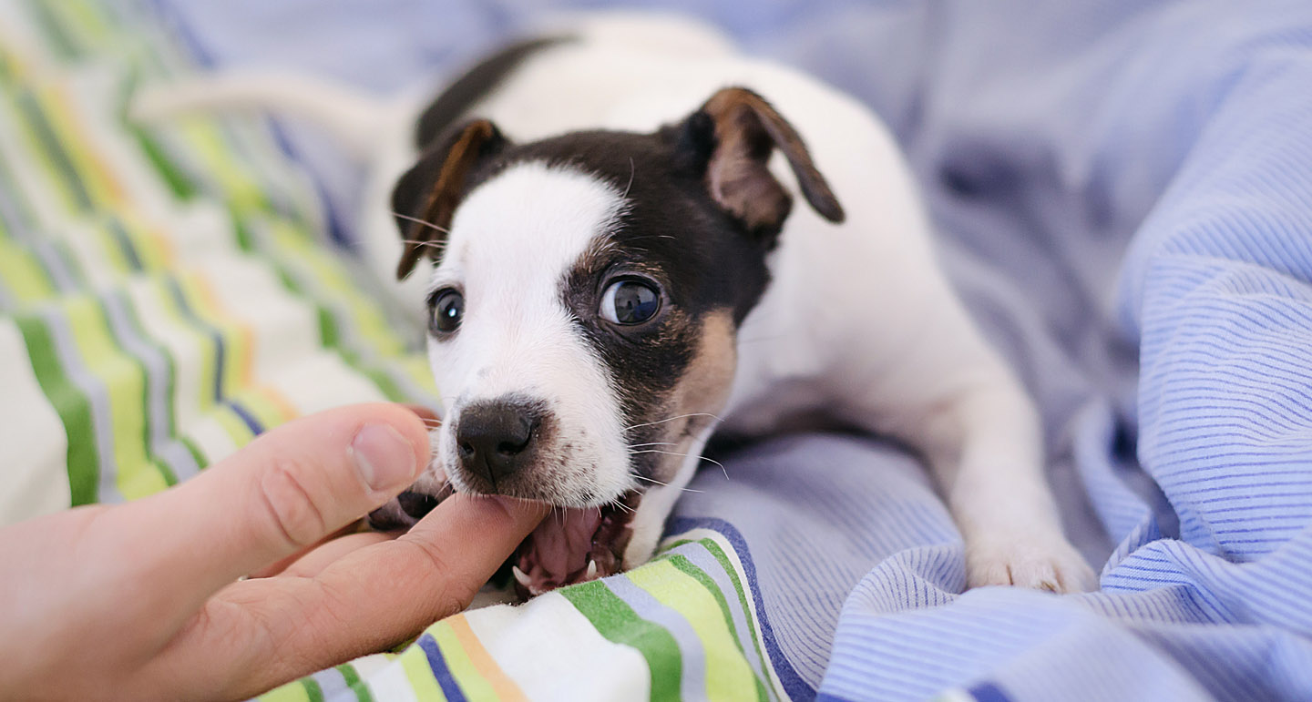 Een puppy afleren te bijten Pets Place