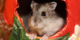 Hamster