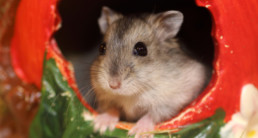 Hamster