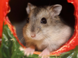 Hamster