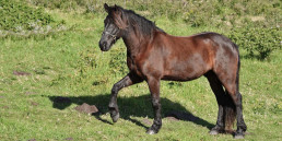 paard