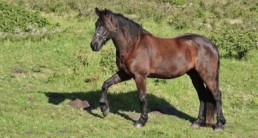 paard