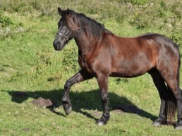 paard