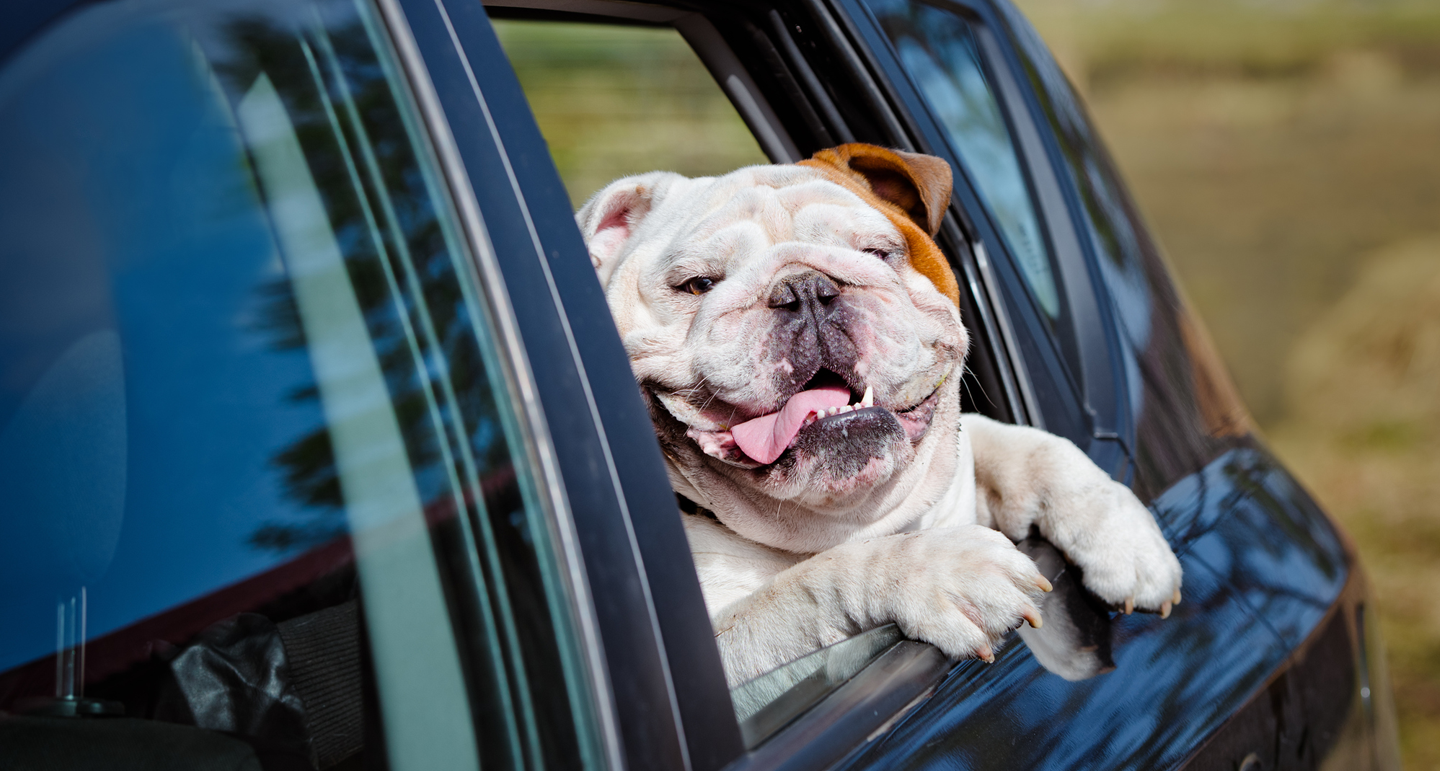 hond_in_auto Pets Place