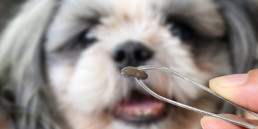 Teken bij honden en katten