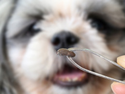 Teken bij honden en katten