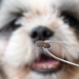 Teken bij honden en katten