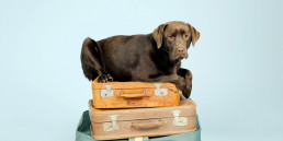 Don't forget the dog! He's also ready to travel!