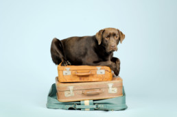 Don't forget the dog! He's also ready to travel!