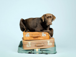 Don't forget the dog! He's also ready to travel!