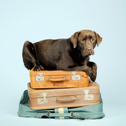 Don't forget the dog! He's also ready to travel!