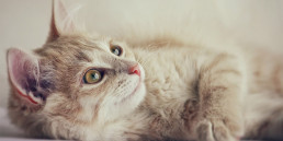 kattenvoer