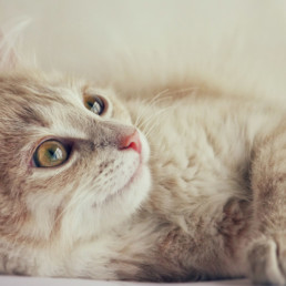 kattenvoer