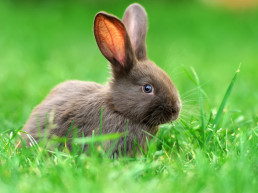 konijnenvoer geperste of geextrueerde korrels