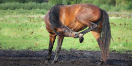 paard jeuk