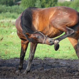 paard jeuk