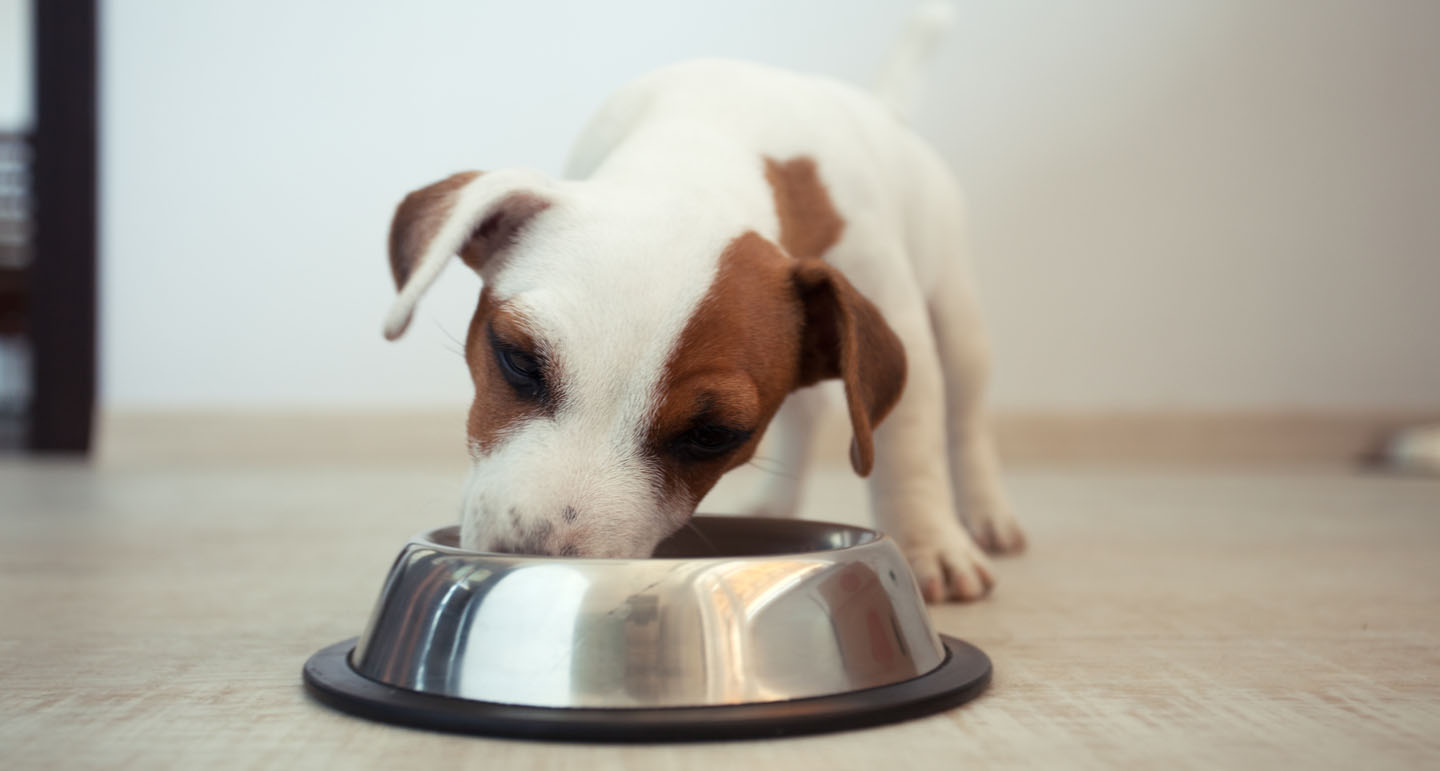 Hoe vaak moet een pup eten? Pets Place