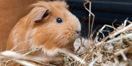 Cavia