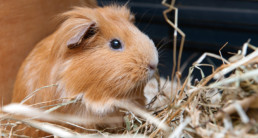 Cavia
