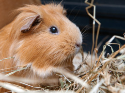 Cavia