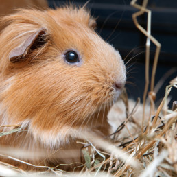 Cavia