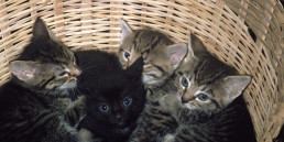 kitten