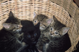kitten
