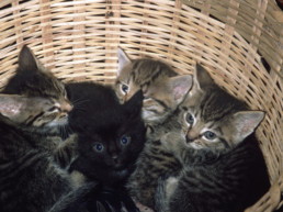 kitten