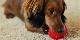 pup spelen
