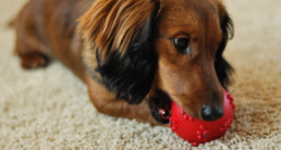 pup spelen