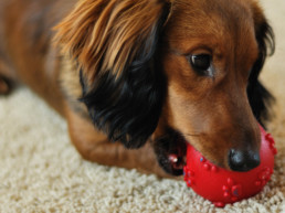 pup spelen