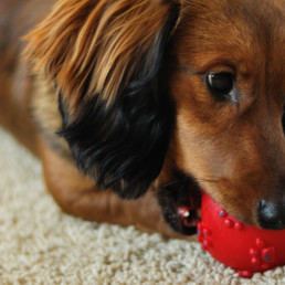 pup spelen