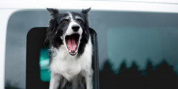 Hond blaft in de auto