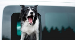Hond blaft in de auto