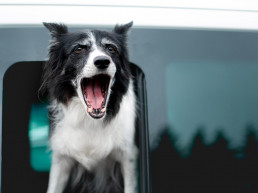 Hond blaft in de auto
