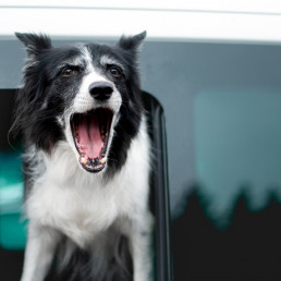 Hond blaft in de auto