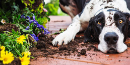 Hond en puberteit