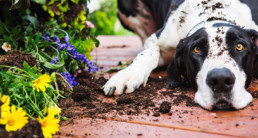 Hond en puberteit