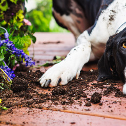 Hond en puberteit