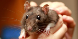 Rat