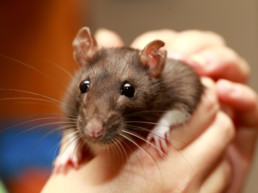 Rat