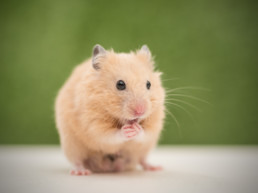 goudhamster
