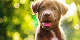 puppy