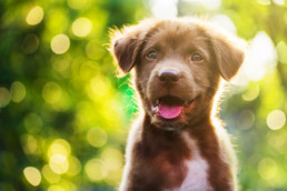 puppy