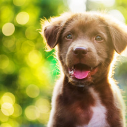 puppy