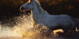 paard