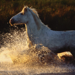 paard