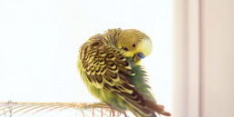 Veren vogel verzorgen