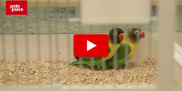 Waarom bijten vogels