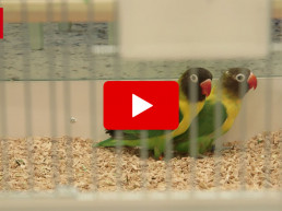 Waarom bijten vogels